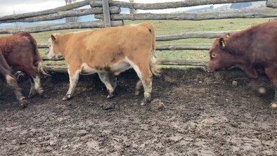 Lote 19 Torete