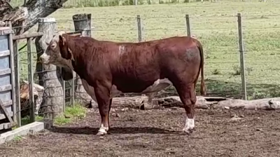 Lote TORO PO
