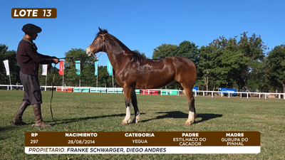 Lote LOTE 13