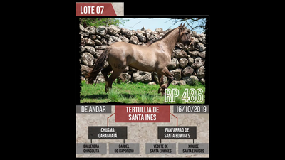 Lote TERTULLIA DE  SANTA INES