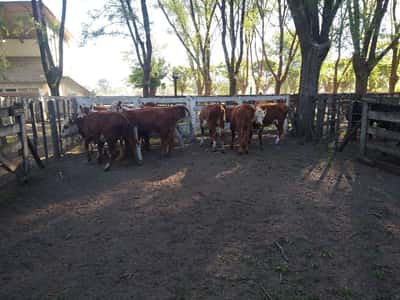 Lote 10 Vaquillonas en Gral. Lamadrid, Buenos Aires