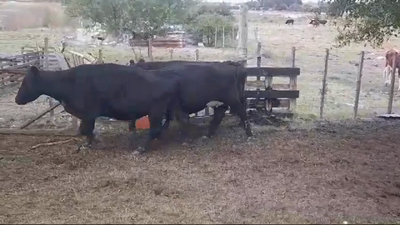 Lote (Vendido)3 Vacas preñadas AA en Radial Conchillas