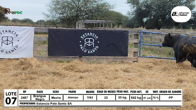 Lote Toros Brangus Negro, Loma Plata
