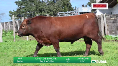 Lote TOROS RED ANGUS