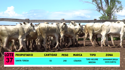 Lote LOTE 37 - 55 VAQUILLAS CBO 1