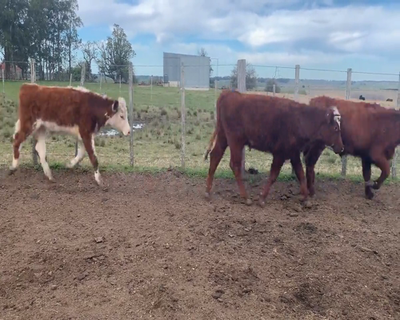 Lote (Vendido)31 Novillos 1 a 2 años 9 RA,  8 RA X HE,  3 HE,  4 NO X RA,  2 RA X LI,  1 RA X SH,  1 NO 280kg - , Soriano