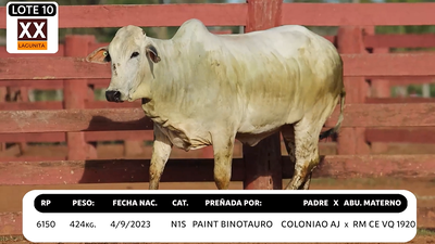 Lote LOTE 10