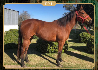 Lote LS LA SOLITA HALCÓN