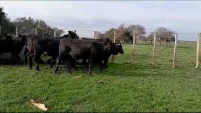 Lote (Vendido)17 Novillos 1 a 2 años 14 AA,  2 AA x HE,  AA x NO 283kg -  en RUTA 3 KM 594. COLONIA ACEVEDO