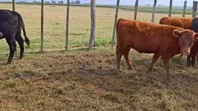 22 Terneras Angus y cruza hereford 205kg - , Colonia