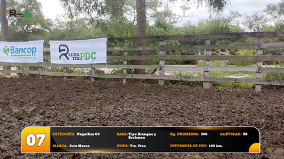 Lote Vaquillas C4
