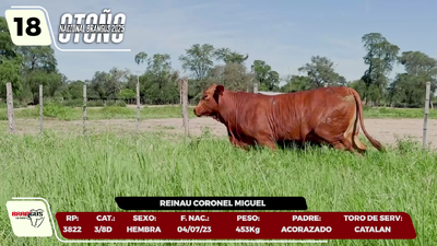 Lote LOTE 18