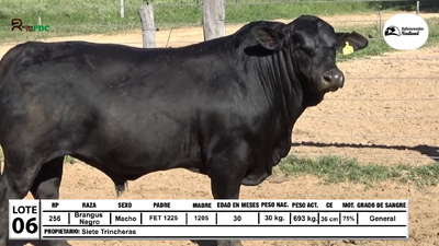 Lote Toros Brangus Negro, Loma Plata