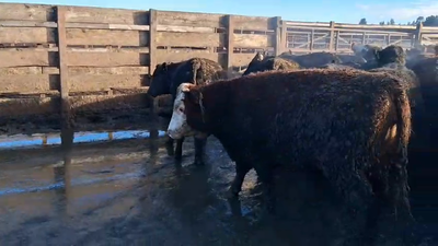 Lote 40 Vaquilla Gorda en Los Ángeles, VIII Región Biobío