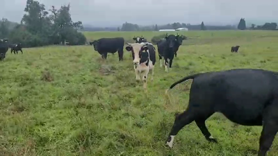 Lote 40 Novillo Gordo en Corral, XIV Región Los Ríos