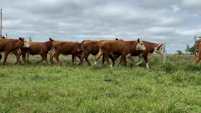 Lote 50 Novillitos