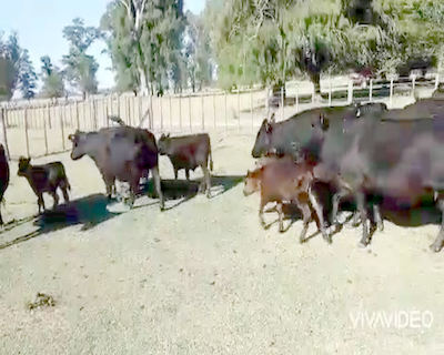 Lote 25 Vacas CUT con cría en Gral. Paz, Buenos Aires