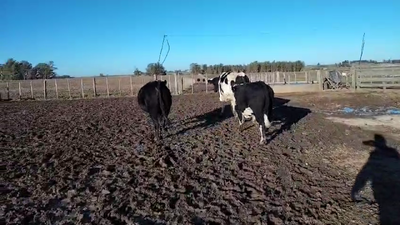 Lote 3 Toros Cr en Carreton