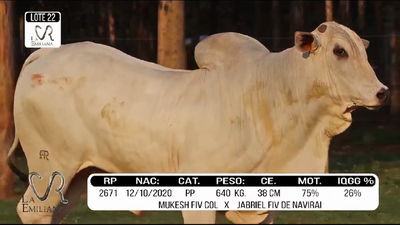 Lote LOTE 22