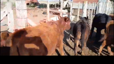 Lote 11 TERNEROS/AS
