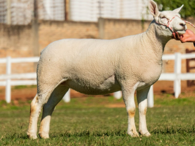 Lote LOTE 5 - SALE A VENTA AL 50%