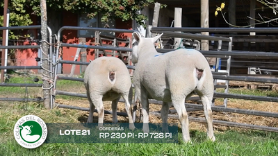 Lote Lote 21