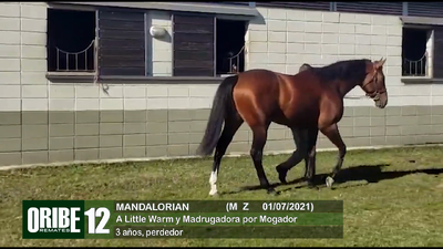 Lote Lote 12