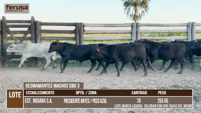 Lote LOTE 3