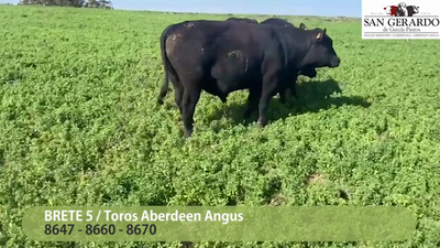 Lote 3 Toros Aberdeen Angus, Lavalleja