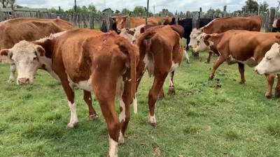 Lote 12 Vacas de Invernada en Tupambaé, Cerro Largo
