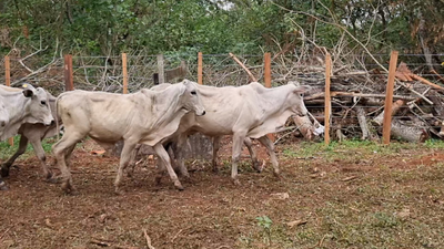 Lote 43 Desmamantes machos 230kg -  en San Jose de los Arroyos