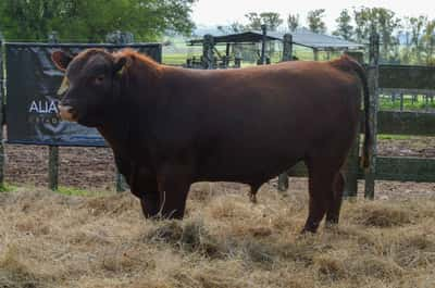 Lote 3 Toros RED, Treinta y Tres