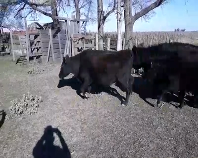 Lote 27 Vacas CUT preñadas en arboledas, Buenos Aires