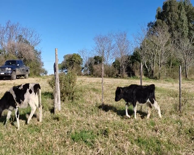 Lote (Vendido)13 Terneras HO 80kg - , Colonia