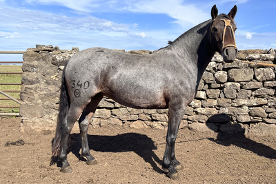 Lote CARICIA GAITERA