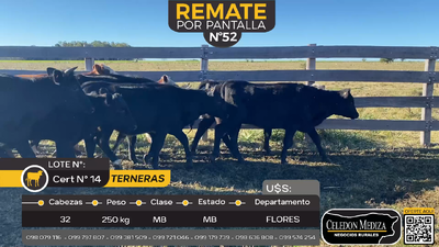 Lote 32 Terneras en Otra Localidad, Flores