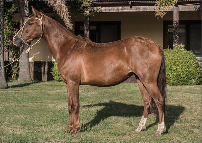 Lote EULOGIA DEL MAVIAL