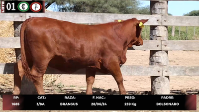 Lote LOTE 1
