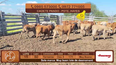 Lote Lote 15