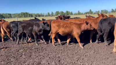 Lote 30 Terneras