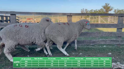 Lote Borrego