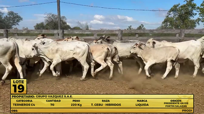 Lote LOTE 19