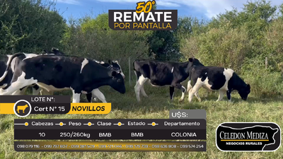 Lote 10 Novillos Holando en Otra Localidad, Colonia