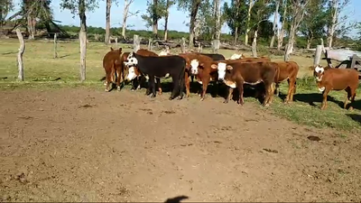 Lote 25 Terneras