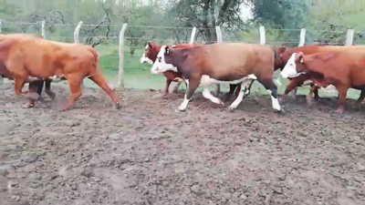Lote 36 Vacas nuevas C/ gtia de preñez en Federal, Entre Ríos