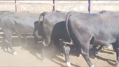 Lote 19 Novillo Gordo en Los Ángeles, VIII Región Biobío