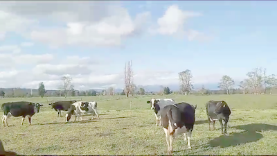 Lote 36 Vaca Gorda en Río Bueno, XIV Región Los Ríos