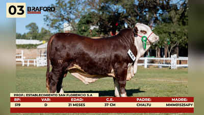 Lote LOTE 3