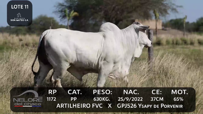 Lote LOTE 11