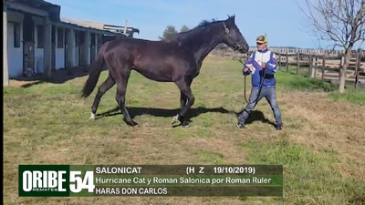 Lote Lote 54